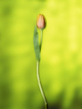 A Single Tulip Fotografisk tryk af Ernie Friedlander A Single Tulip Fotografisk tryk af Ernie Friedlander