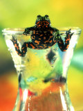 Fire Belly Toad in Vase of Water Photographic Print by Rudi Von Briel