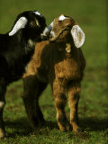 Billy Goat Photographic Print by Mark Hamblin