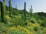 Sonoran Desert in Bloom, Picacho Peak State Park Arizona Photographic Print by David M. Dennis