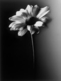 Single Daisy Photographic Print by Joseph Hancock