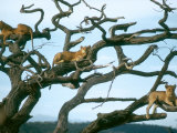 Lionesses in Dead Acacia Tree, Tanzania Photographic Print by Mary Plage