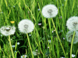 Taraxacum Officinale (Dandelion) Seedheads Fotografisk tryk af Mark Bolton