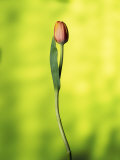 A Single Tulip Photographie par Ernie Friedlander