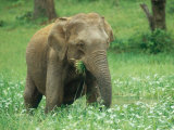 Asian Elephant, Cow Feeding, Sri Lanka Photographic Print by Mary Plage