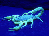Giant Hairy Scorpion Reprodukcja zdjęcia autor David M. Dennis Giant Hairy Scorpion Reprodukcja zdjęcia autor David M. Dennis