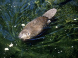 Beaver, USA Fotografisk tryk af Mary Plage