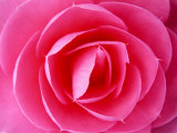 Graphic Flower, Camellia Japonica (Eg Waterhouse), March Photographie par Mark Bolton