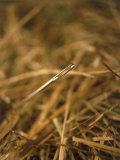Needle in a Haystack Photographic Print by Terry Why