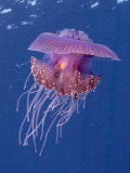 Jelly Fish, St. Johns Reef, Red Sea Photographie par Mark Webster