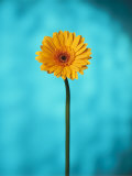 Close-up of a Flowering Daisy Photographie par Ernie Friedlander