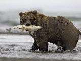 Grizzly Bear, Adult Female Holding Salmon, Alaska Photographic Print by Mark Hamblin