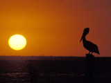 Pelican Standing on a Post Photographic Print