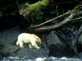 Spirit Bear, Beside River, Canada Photographic Print by Daniel Cox
