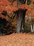Fall Foliage, Vermont Photographie par Dave Jacobs