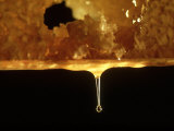 Honey Bee, Honey Dripping from Comb Lámina fotográfica por Oxford Scientific Honey Bee, Honey Dripping from Comb Lámina fotográfica por Oxford Scientific