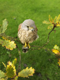 Kestrel, Male Perched in Oak Tree, UK Photographic Print by David Tipling
