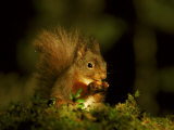 Red Squirrel, Scotland Photographie par Mark Hamblin
