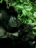 Mountain Gorilla, Parc National Des Volcans, Rwanda Photographic Print by Andrew Plumptre