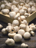 Mushrooms Photographic Print