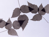 Backlit Leaves Fotografie-Druck von Howard Sokol