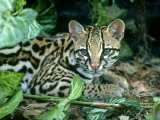 Ocelot, Felis Pardalis Photographie par James H. Robinson