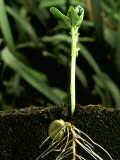 Broad Bean, Growth Photographic Print by Oxford Scientific