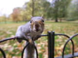 Grey Squirrel, St. James Park, London Photographic Print by David Tipling