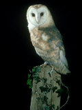 Barn Owl Lámina fotográfica por Mark Hamblin Barn Owl Lámina fotográfica por Mark Hamblin