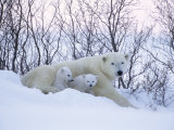 Polar Bears, Mother with Very Young Cubs Just Leaving Winter Den, Manitoba, Canada Photographie par Daniel Cox