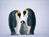 Emperor Penguins, Family, Antarctica Fotografie-Druck von David Tipling