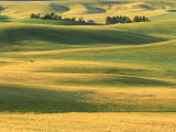 Farm with Wheat Fields, Whitman County, WA Photographic Print by Mark Windom