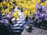 Frog, Sheet Music and Flowers in Water Photographic Print by Howard Sokol
