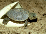 Red-Eared Slider Turtle, Hatching, USA Fotografie-Druck von G. W. Willis