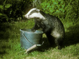 Badger, with Bucket in Garden Lámina fotográfica por David Boag Badger, with Bucket in Garden Lámina fotográfica por David Boag