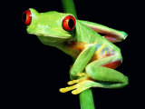 Red-eyed Tree Frog Fotografisk tryk af David M. Dennis Red-eyed Tree Frog Fotografisk tryk af David M. Dennis