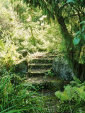 Moss-Covered Stone Steps Through Shady Overgrown Garden, Autumn Sherborne Garden, Somerset Fotografisk tryk af Mark Bolton