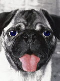 Portrait of Dog with Hanging Tongue Photographic Print by Henryk T. Kaiser