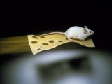 Mouse Flying on Piece of Swiss Cheese Photographie par John T. Wong