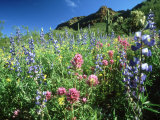 Owl Clover, and Lupine, Arizona, USA Photographic Print by Oxford Scientific