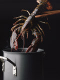 Lobster Photographic Print by Ernie Friedlander