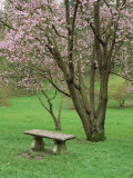 Cherry Tree, Washpark Arboretum, Seattle, WA Photographic Print by Mark Windom