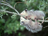 Opossum, Didelphis Species, Two Young Playing in Tree Tennessee Photographic Print by Alan And Sandy Carey