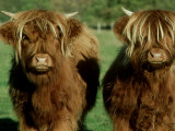 Highland Cattle, 9 Month Old Calves, Scotland Photographie par Alastair Shay