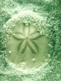 Sand Dollar, Great Barrier Reef Photographic Print by Oxford Scientific