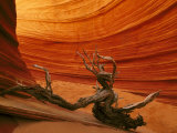 Snag Among Slickrock Formation, Coyote Buttes Area of Paria Canyon Photographic Print by Adam Jones