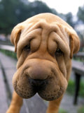 Chinese Shar-Pei on Bench Lámina fotográfica por Henryk T. Kaiser Chinese Shar-Pei on Bench Lámina fotográfica por Henryk T. Kaiser