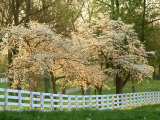 Dogwood Trees at Sunset Along Fence, Kentucky Photographic Print by Adam Jones