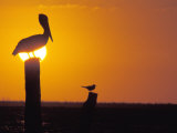 Pelican Standing on a Post at Sunset Photographic Print
