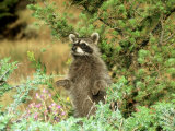 Raccoon, Standing Upright, Montana Fotografie-Druck von Alan And Sandy Carey